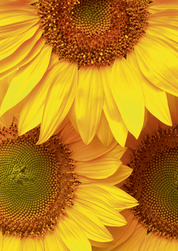 Zonnebloemen als inspiratie voor Biomimicry Product Development Manager